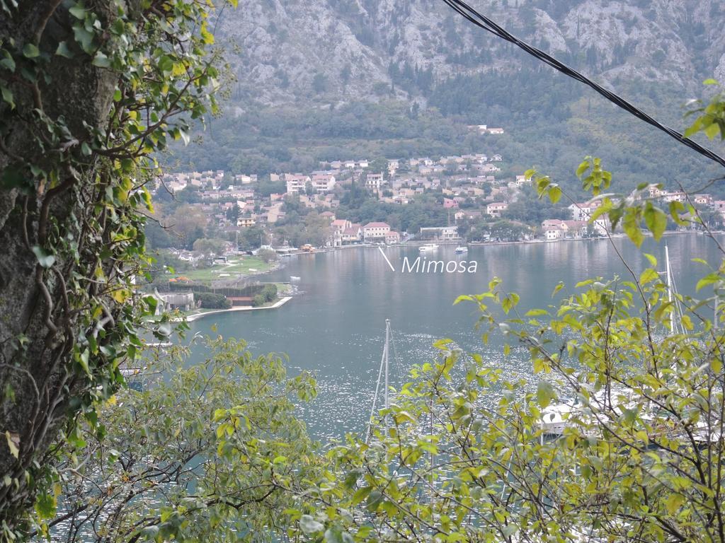 Apartment Mimosa Kotor Værelse billede